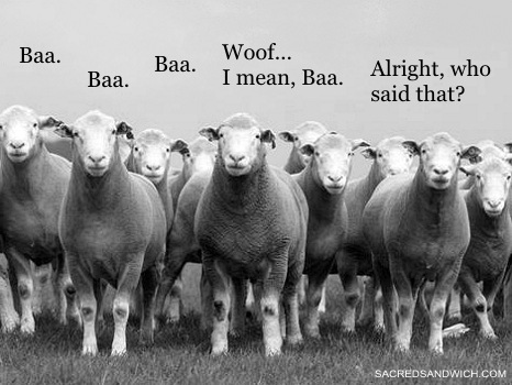 sheepdiscernment